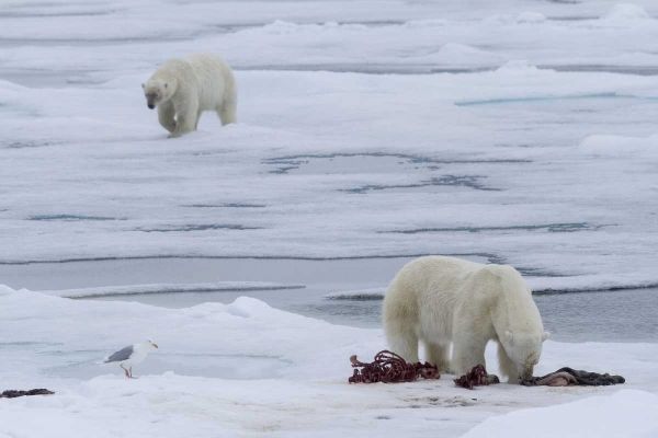 Norway, Svalbard Polar bears and seal carcass